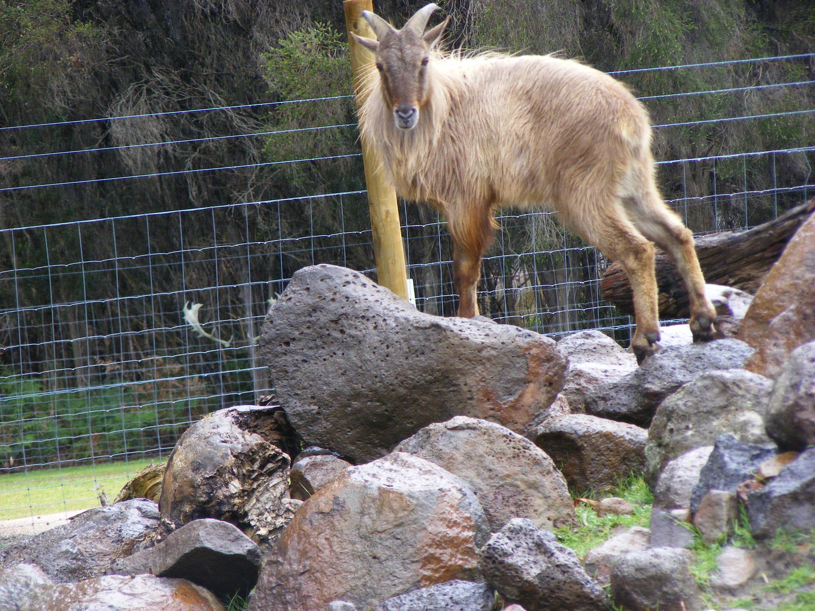 Himalayan Tahr - September, 2009