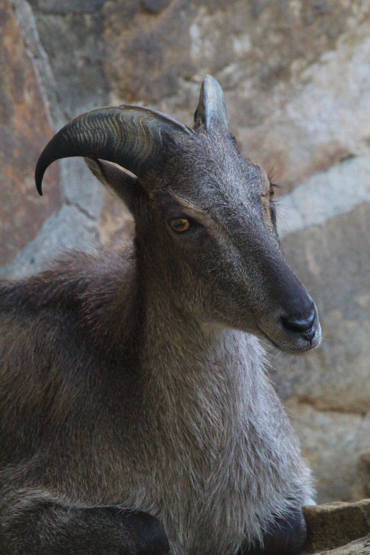 Himalayan Tahr- September 2024