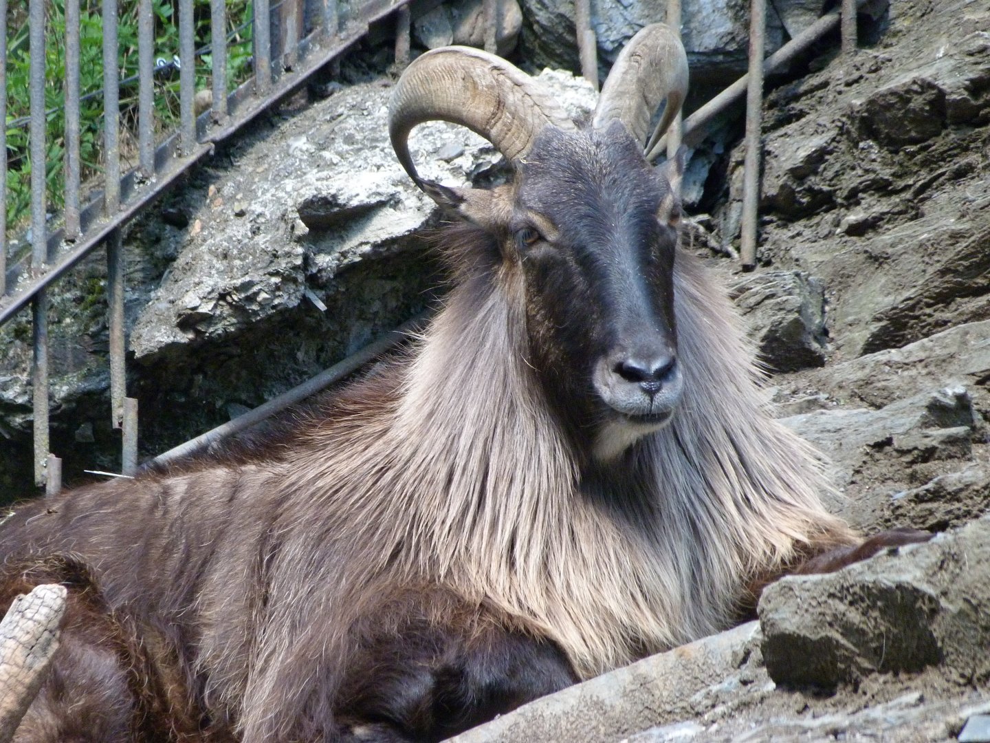 Himalayan tahr -Zoo Praha (2025)
