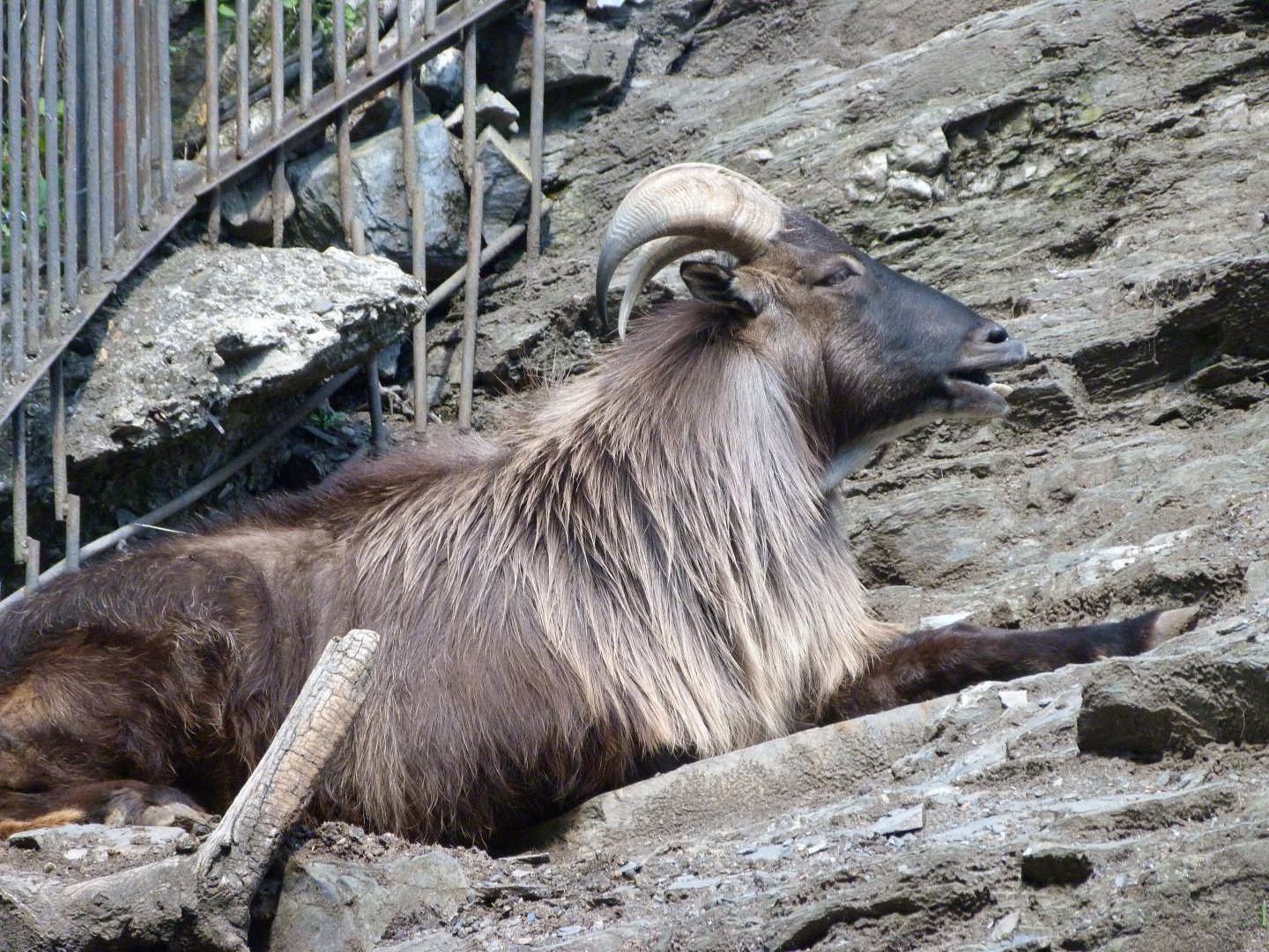 Himalayan tahr -Zoo Praha (2025)