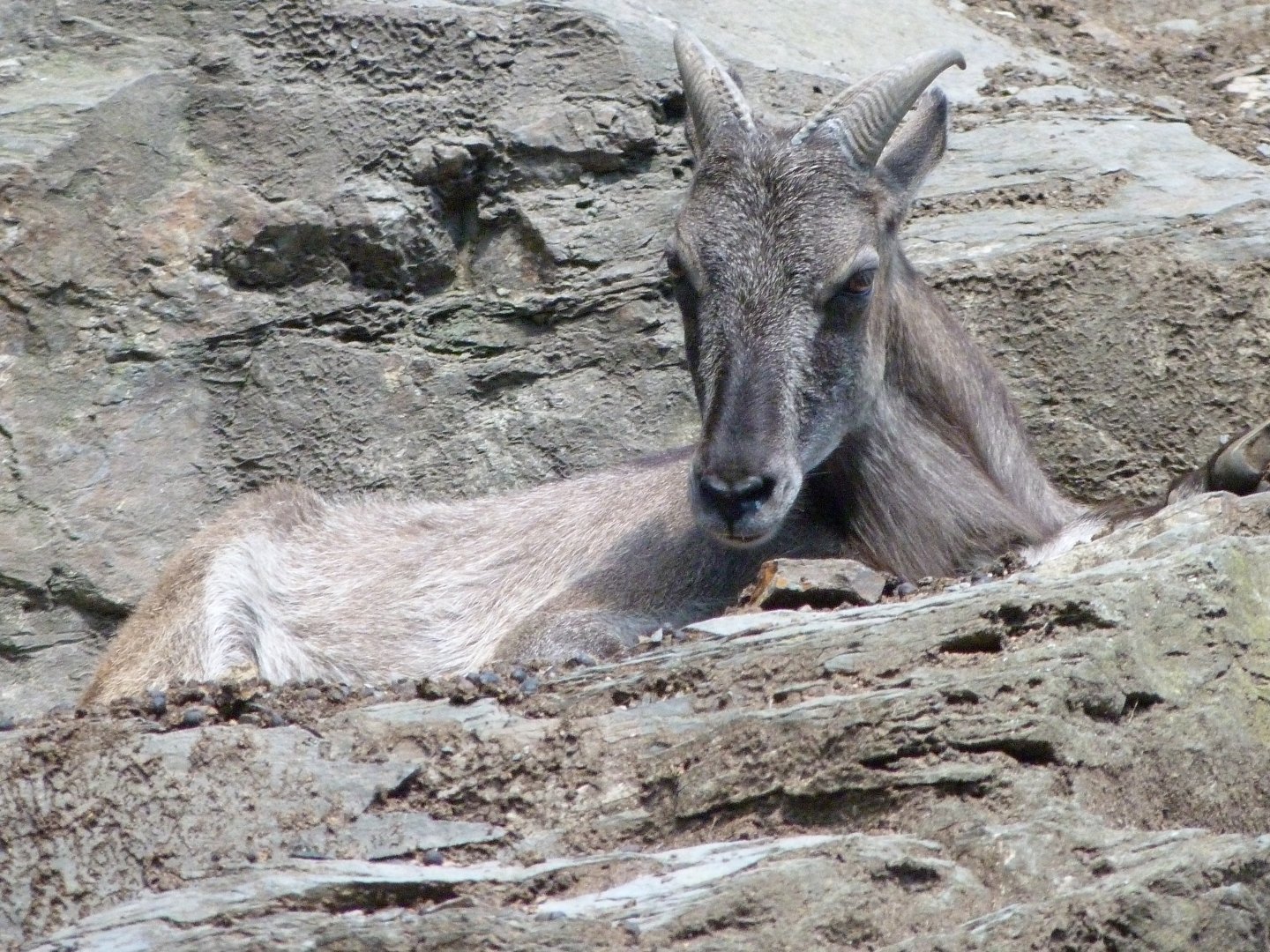 Himalayan tahr -Zoo Praha (2025)