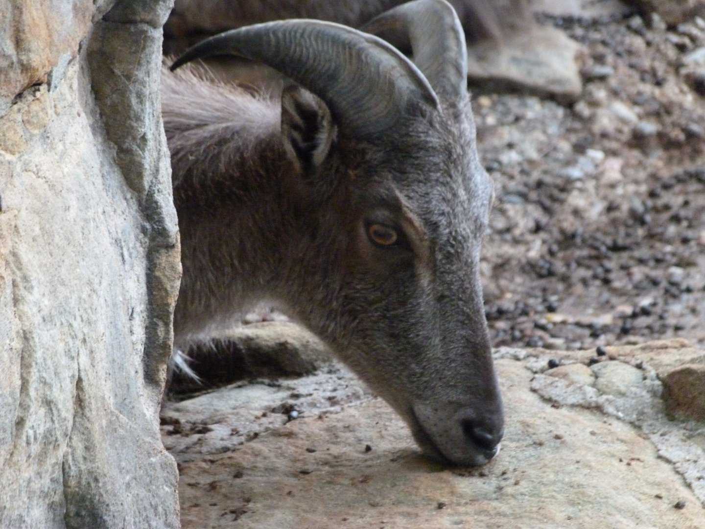 Himalayan tahr -Zoologischer Garten Berlin (2024)
