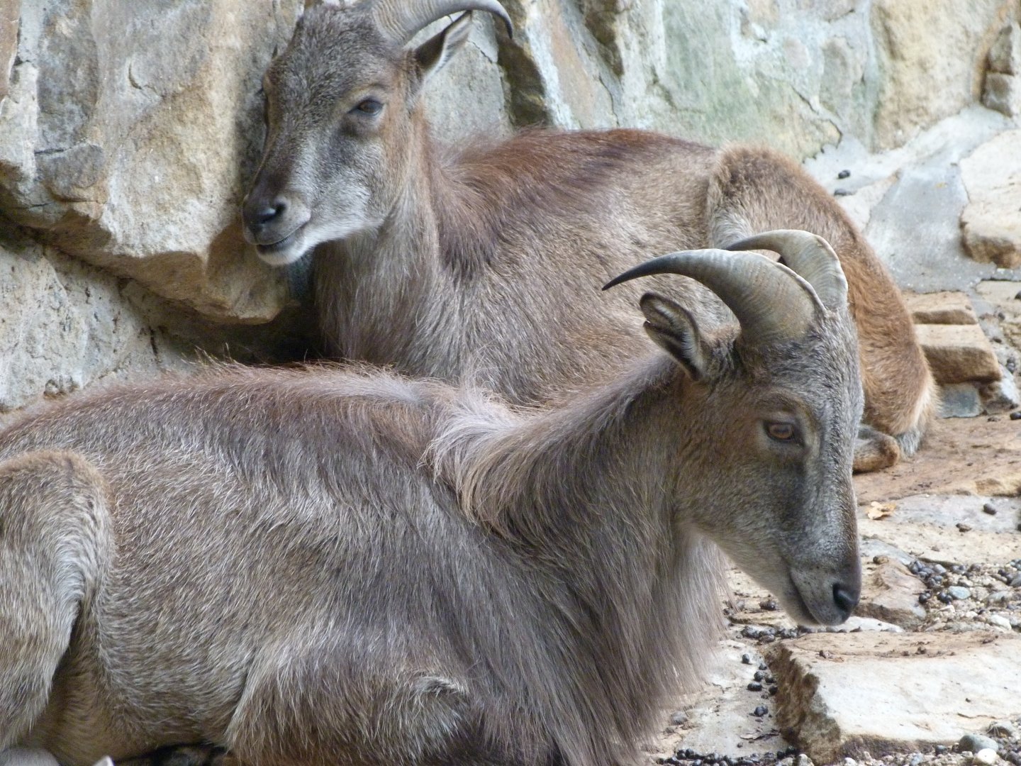 Himalayan tahr -Zoologischer Garten Berlin (2024)