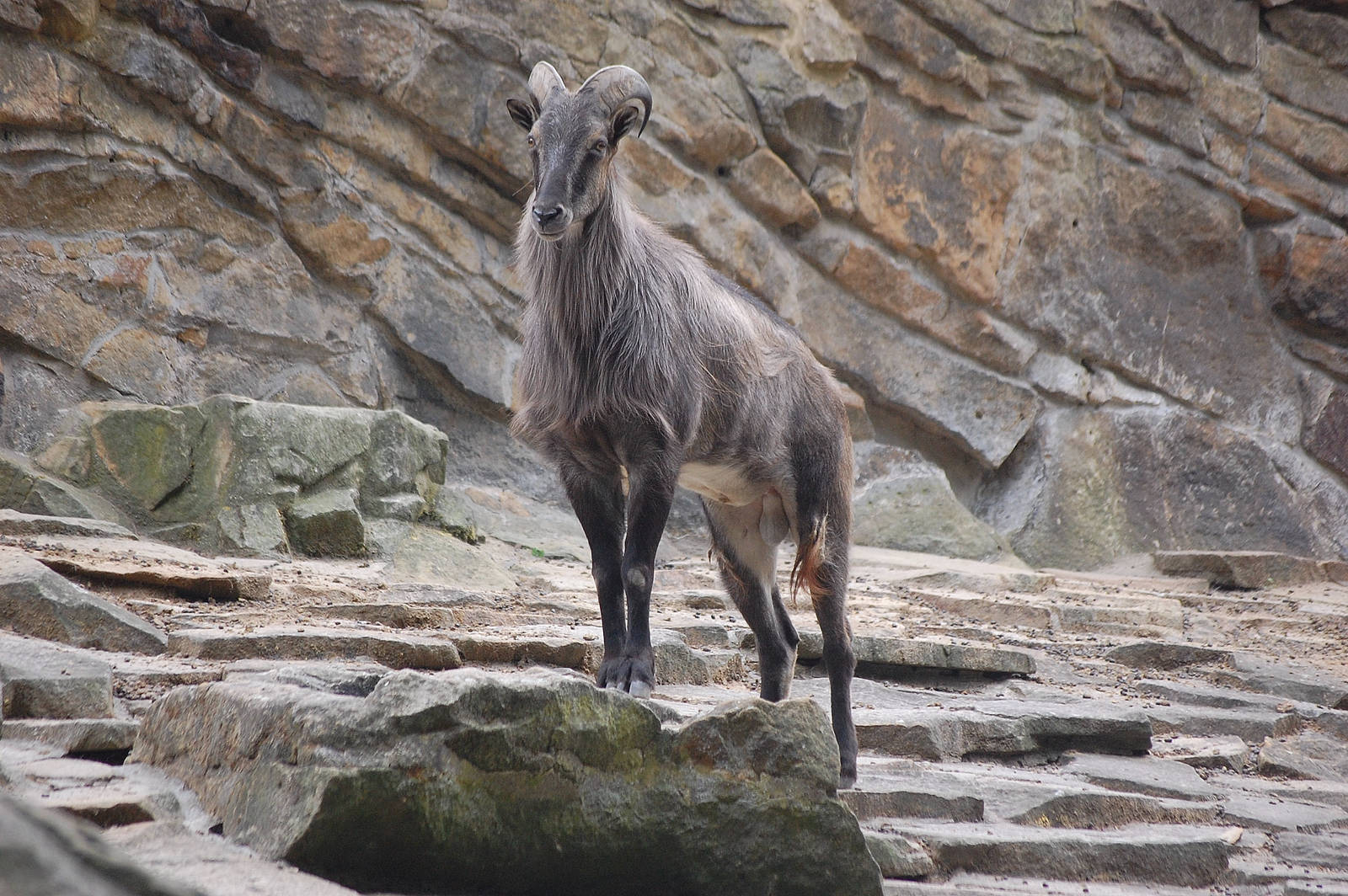 Himalayan tahr