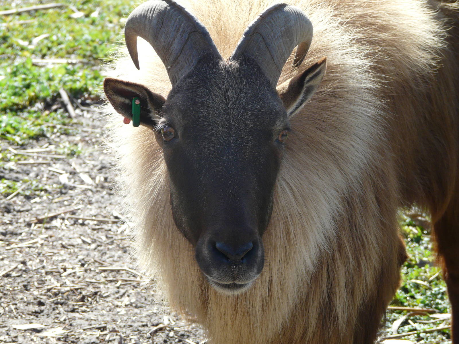 Himalayan tahr