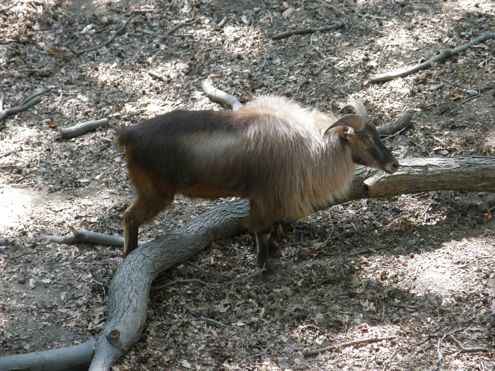 himalayan tahr