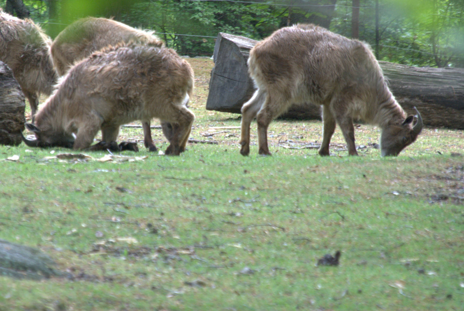 Himalayan Tahr