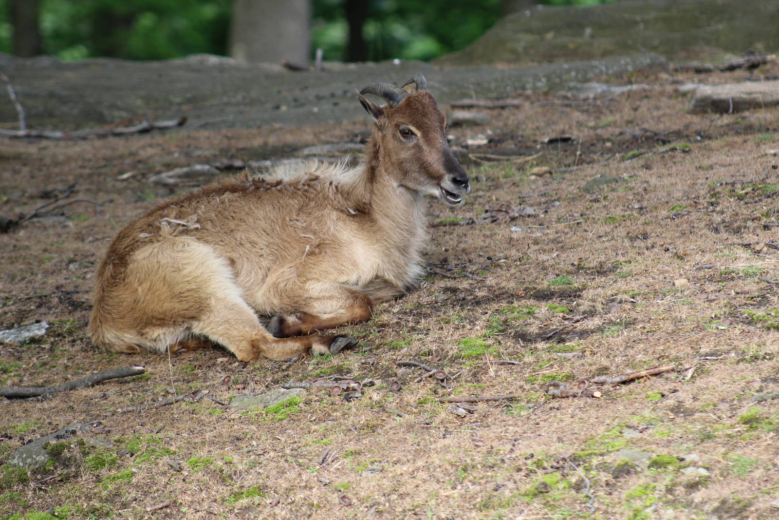 Himalayan Tahr