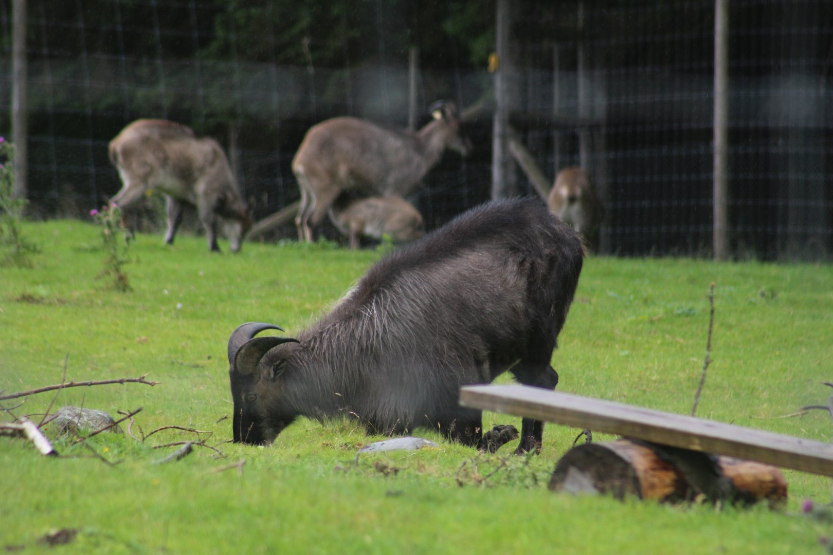 Himalayan Tahr