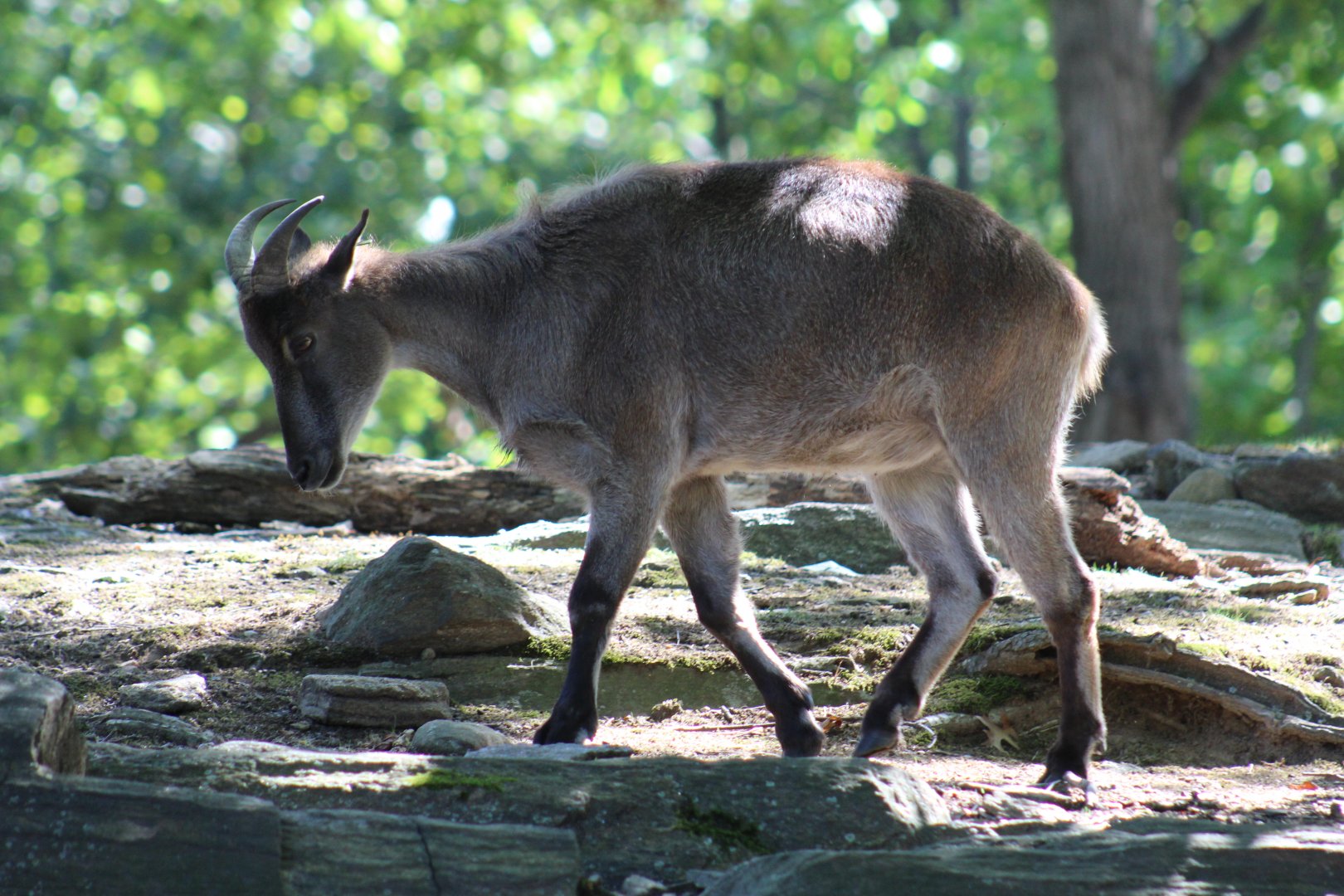 Himalayan Tahr