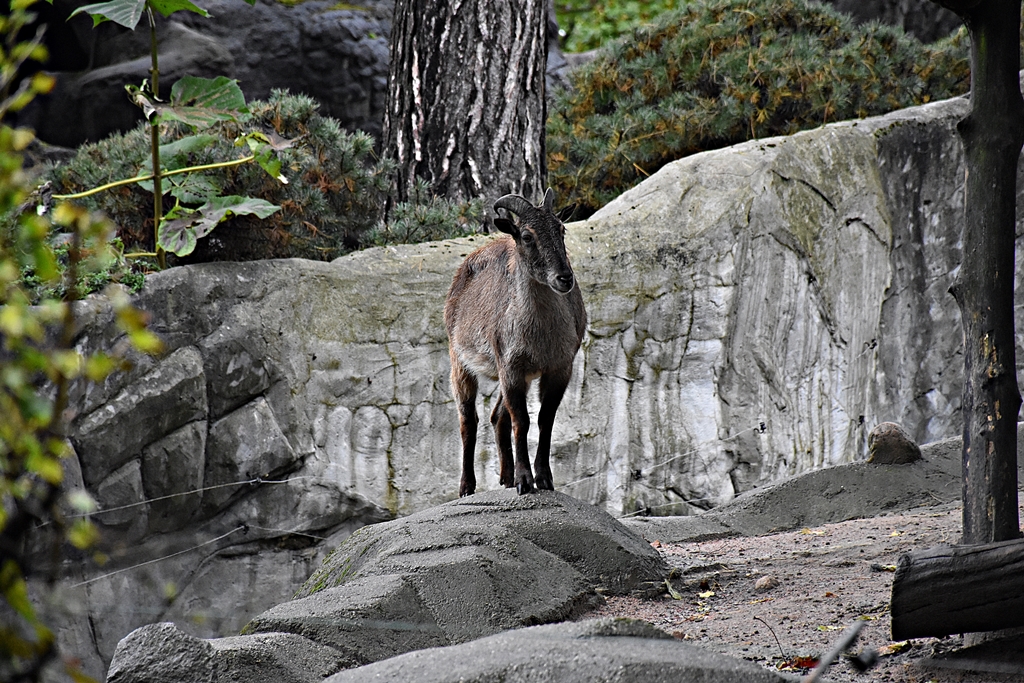 Himalayan tahr