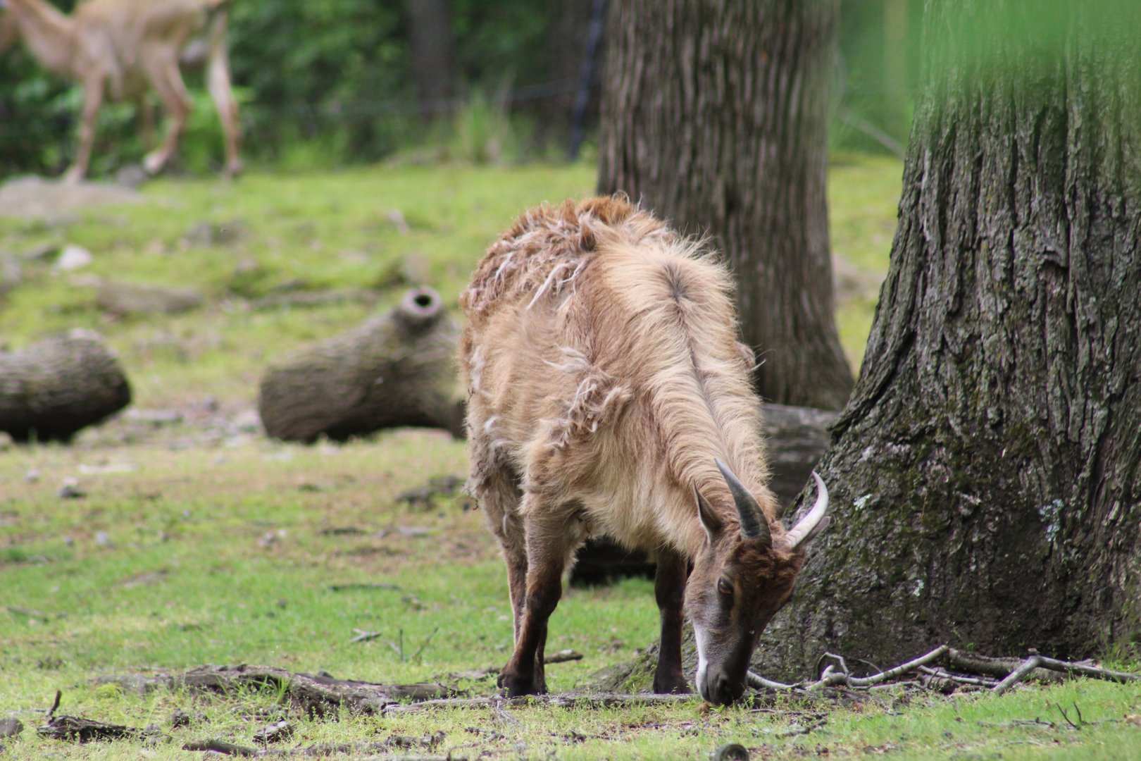 Himalayan Tahr