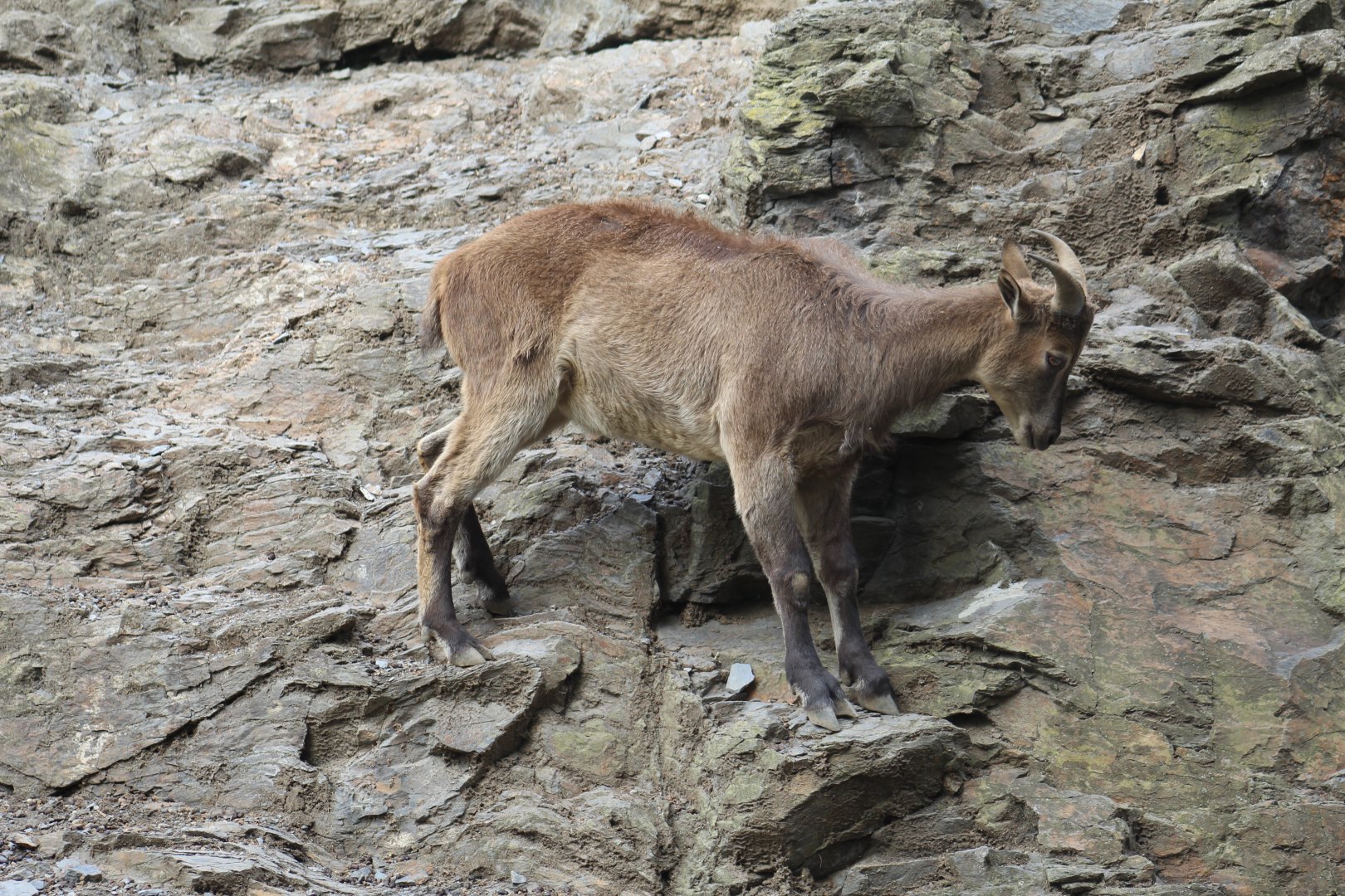 Himalayan Tahr