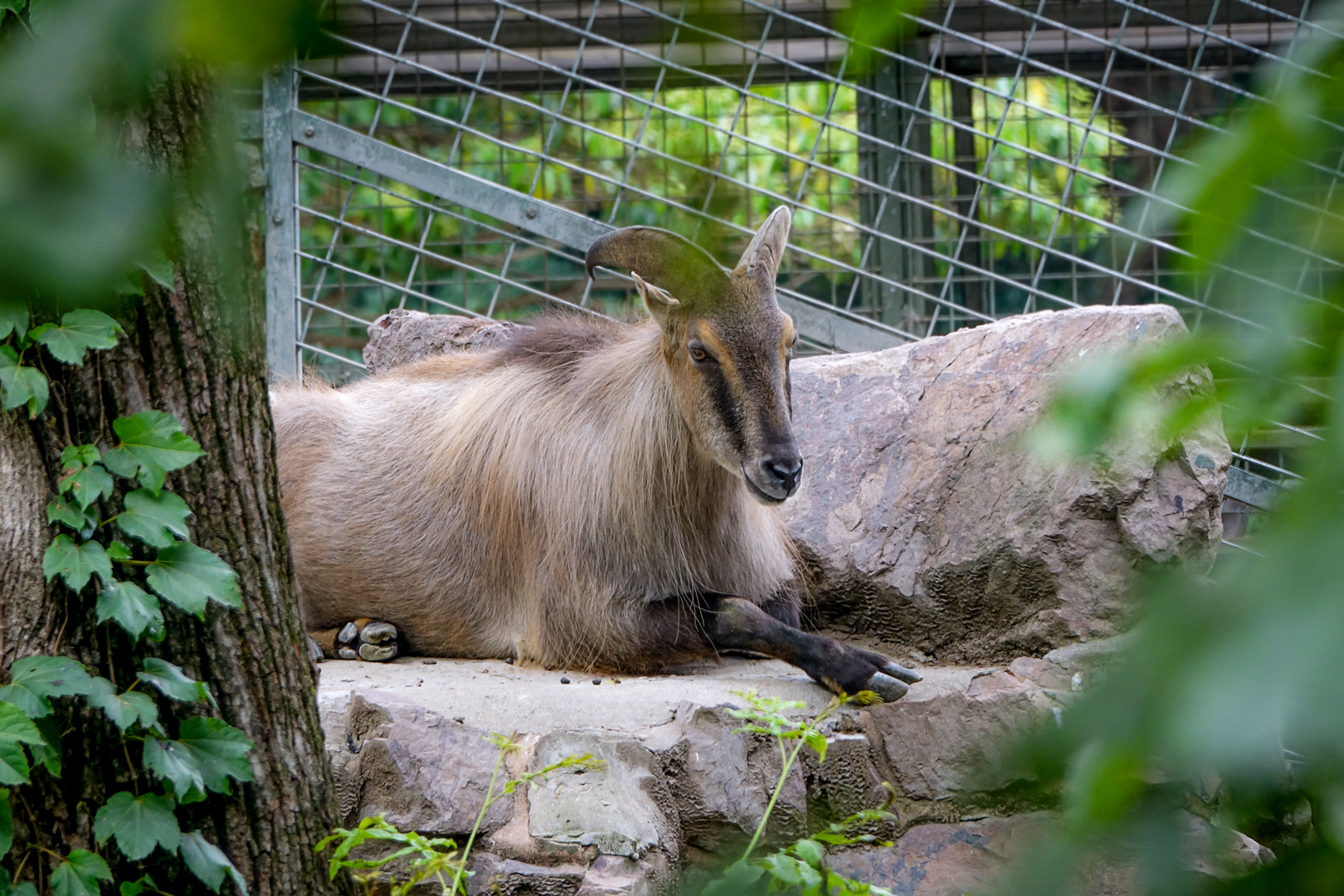 Himalayan tahr