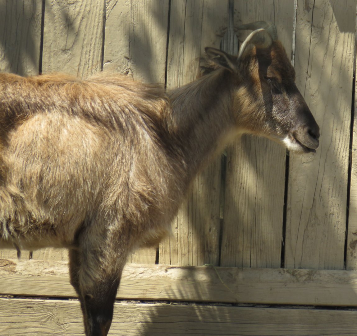 Himalayan tahr