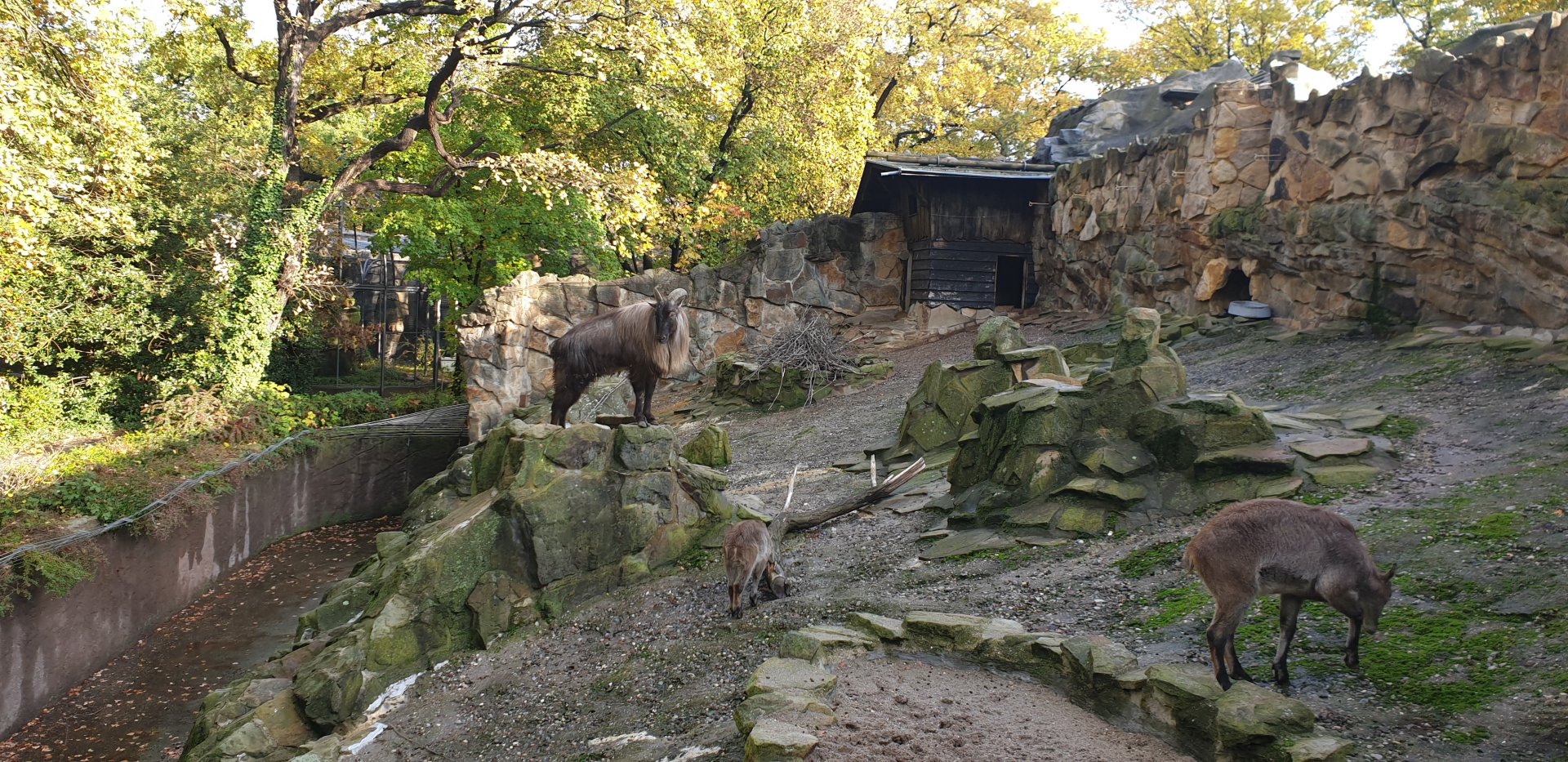 Himalayan tahr