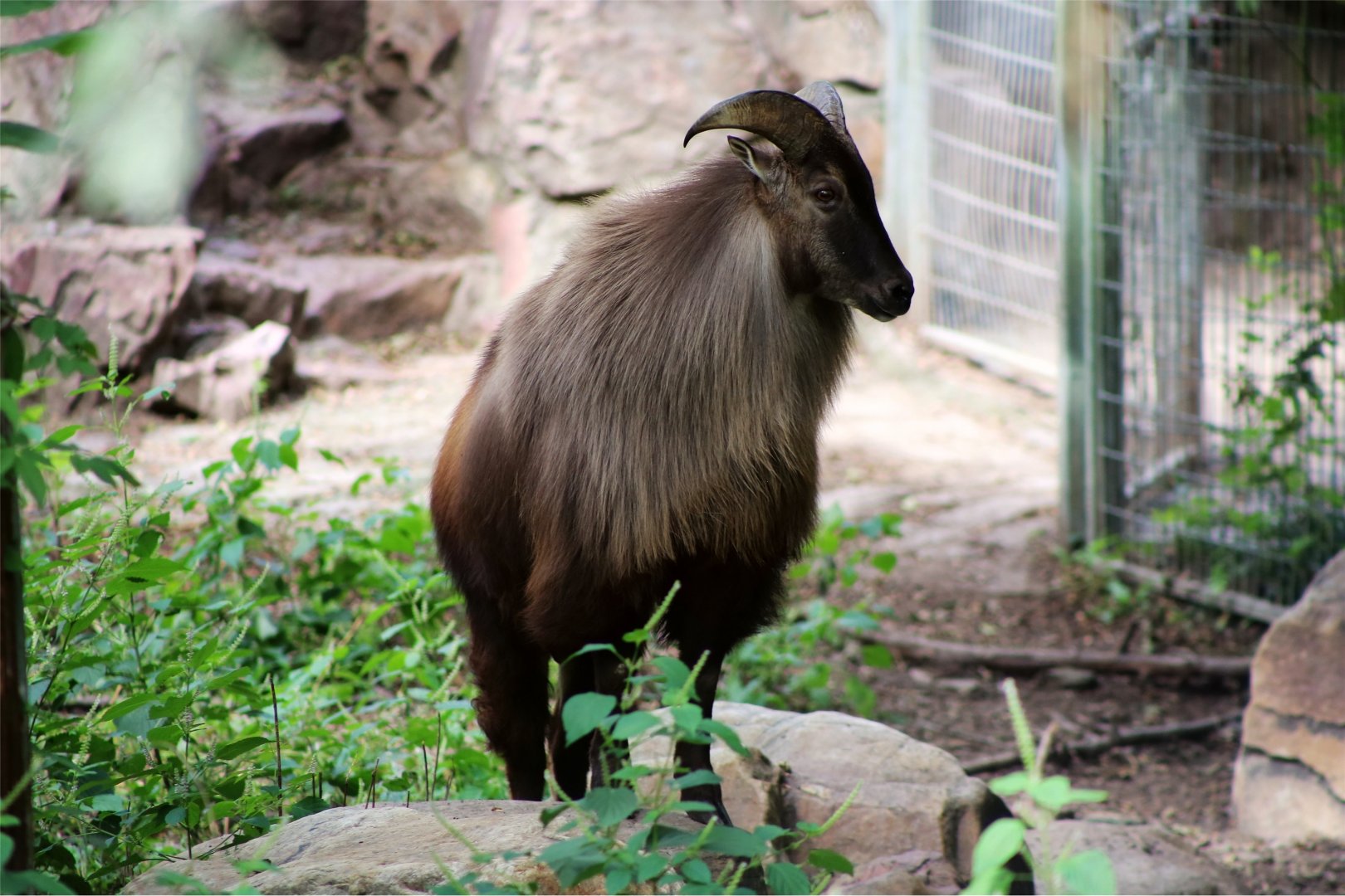 Himalayan Tahr