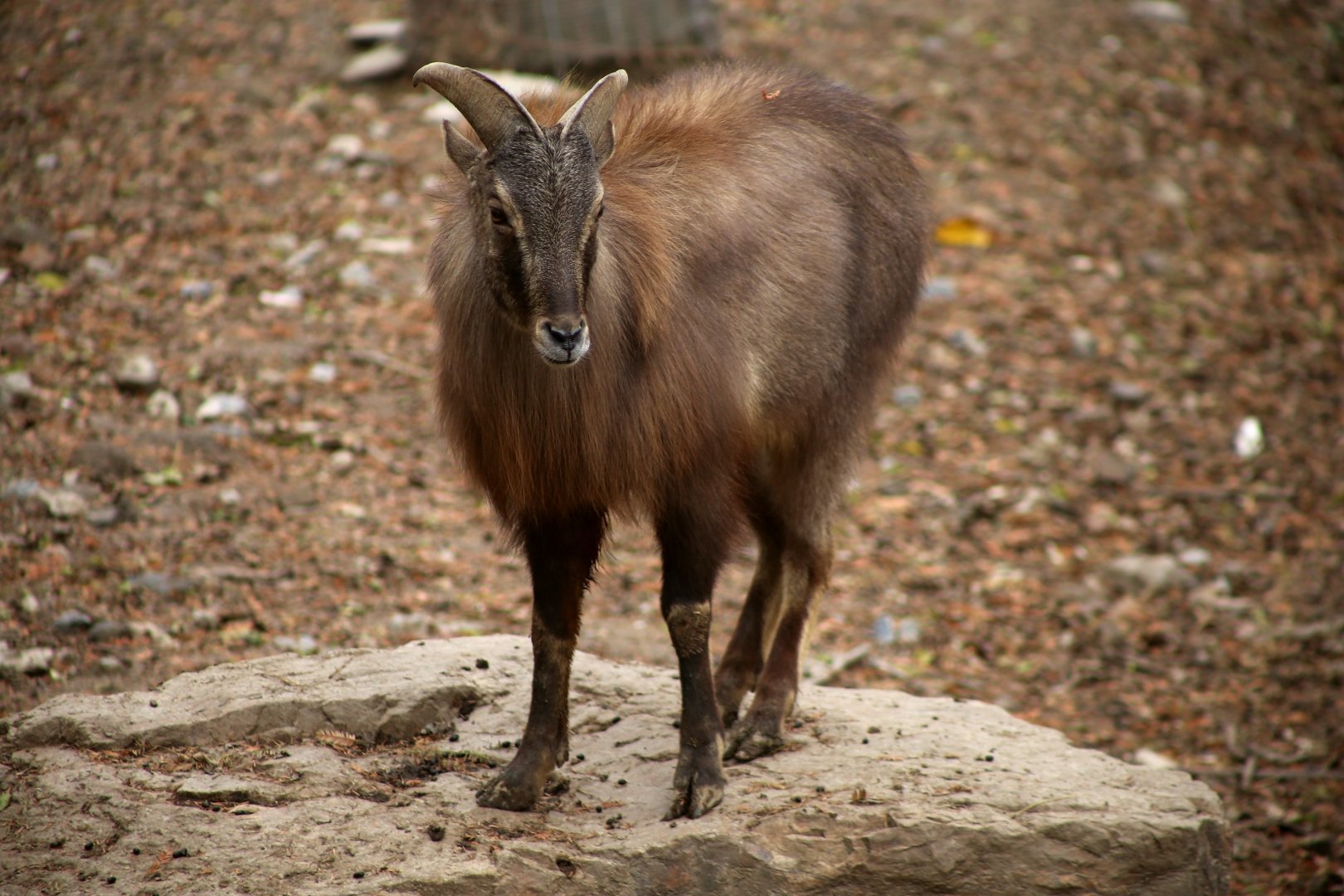 Himalayan Tahr