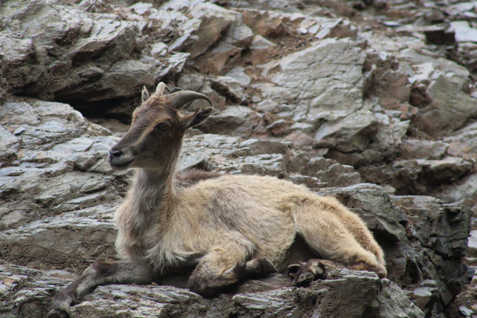 Himalayan Tahr