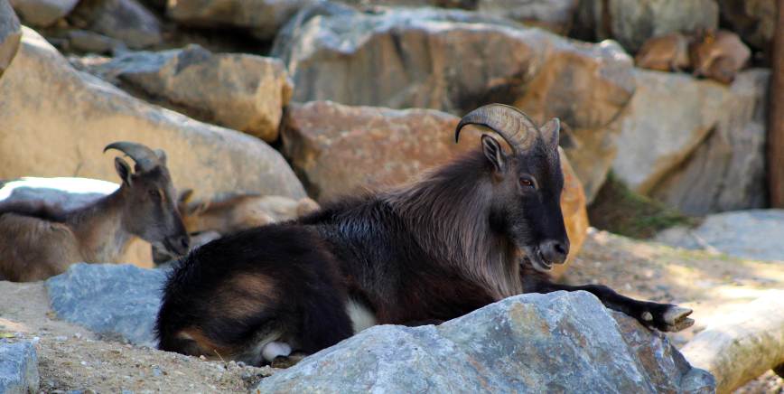 Himalayan Tahr