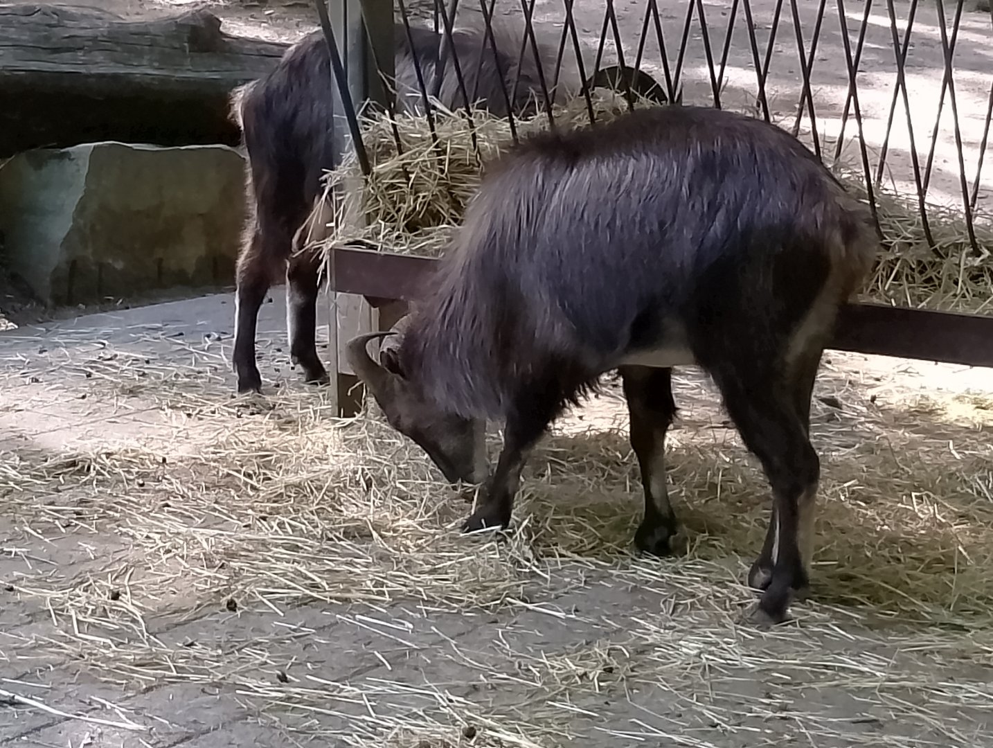 Himalayan tahr