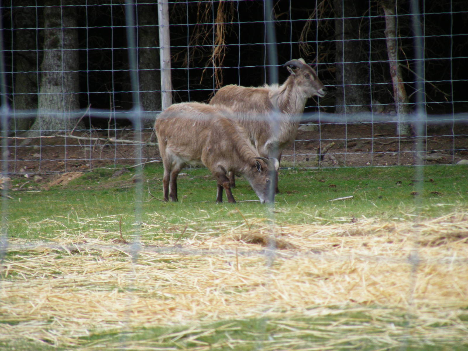 Himalayan tahrs at Highland Wildlife Park, 17 May 2010