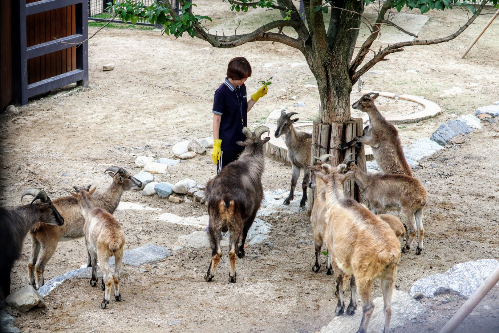 Himalayan Tahrs with their zookeeper