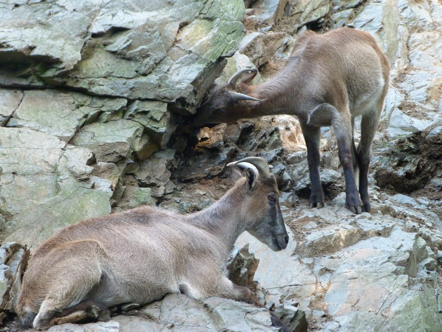 Himalayan tahrs -Zoo Praha (2025)