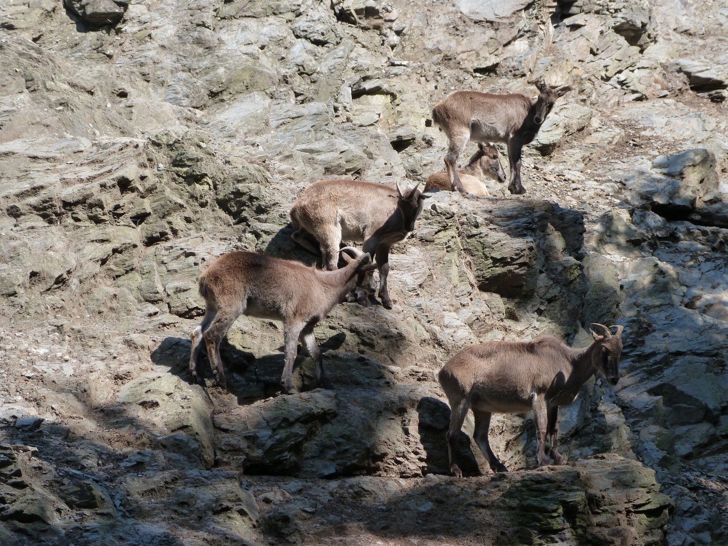 Himalayan tahrs -Zoo Praha (2025)