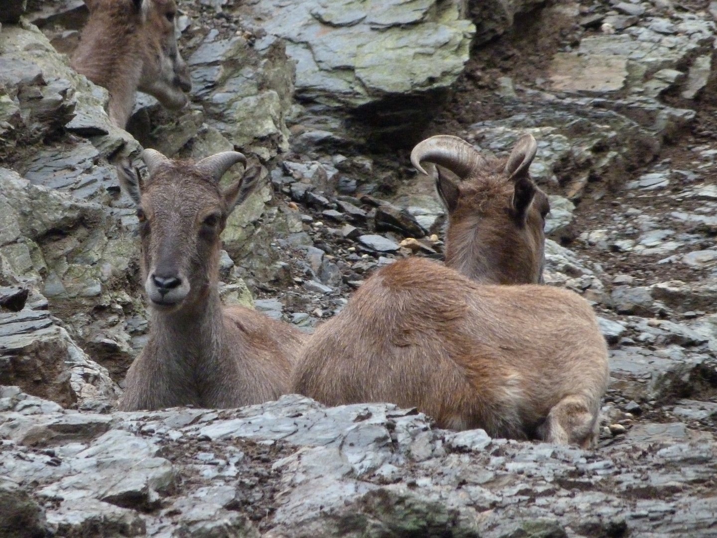 Himalayan tahrs -Zoo Praha (2025)