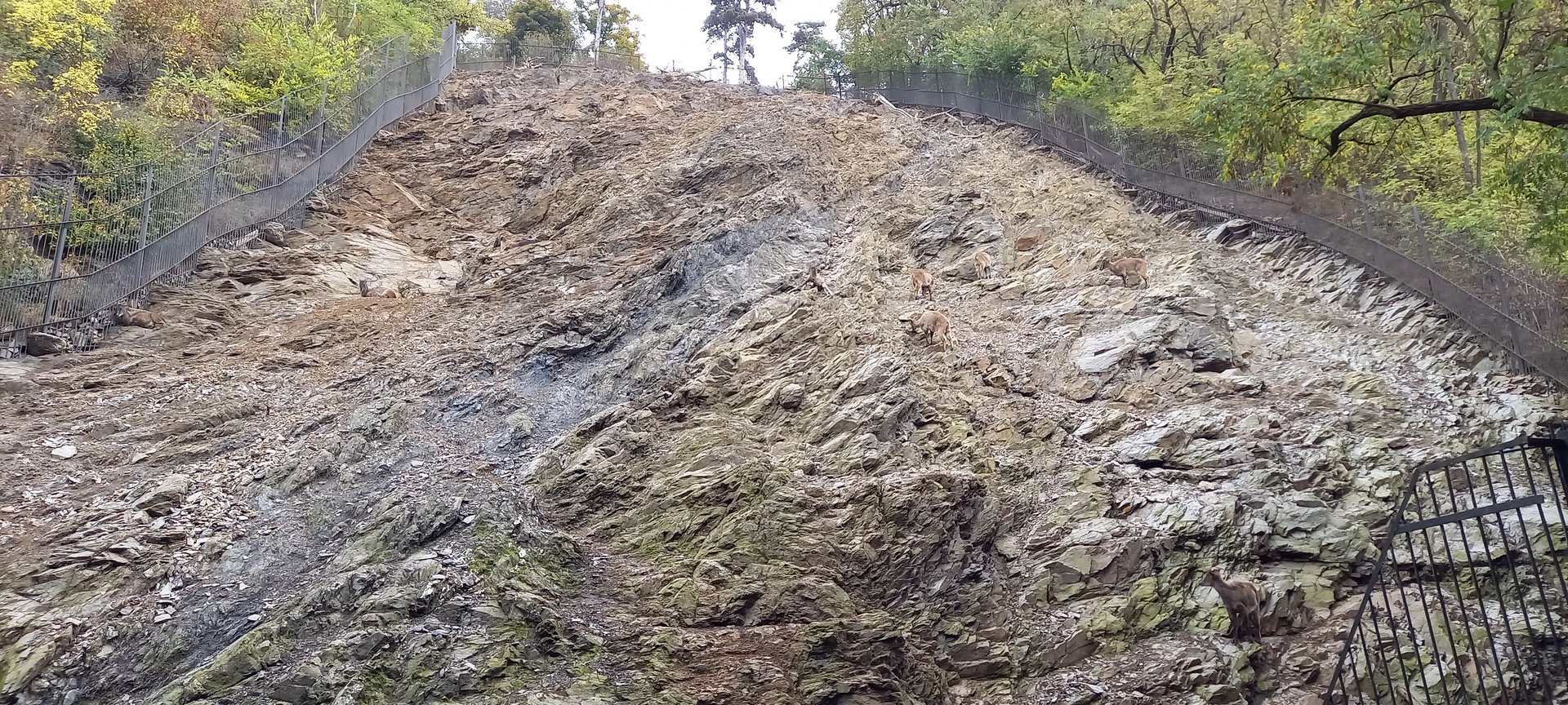 Himalayan thar enclosure