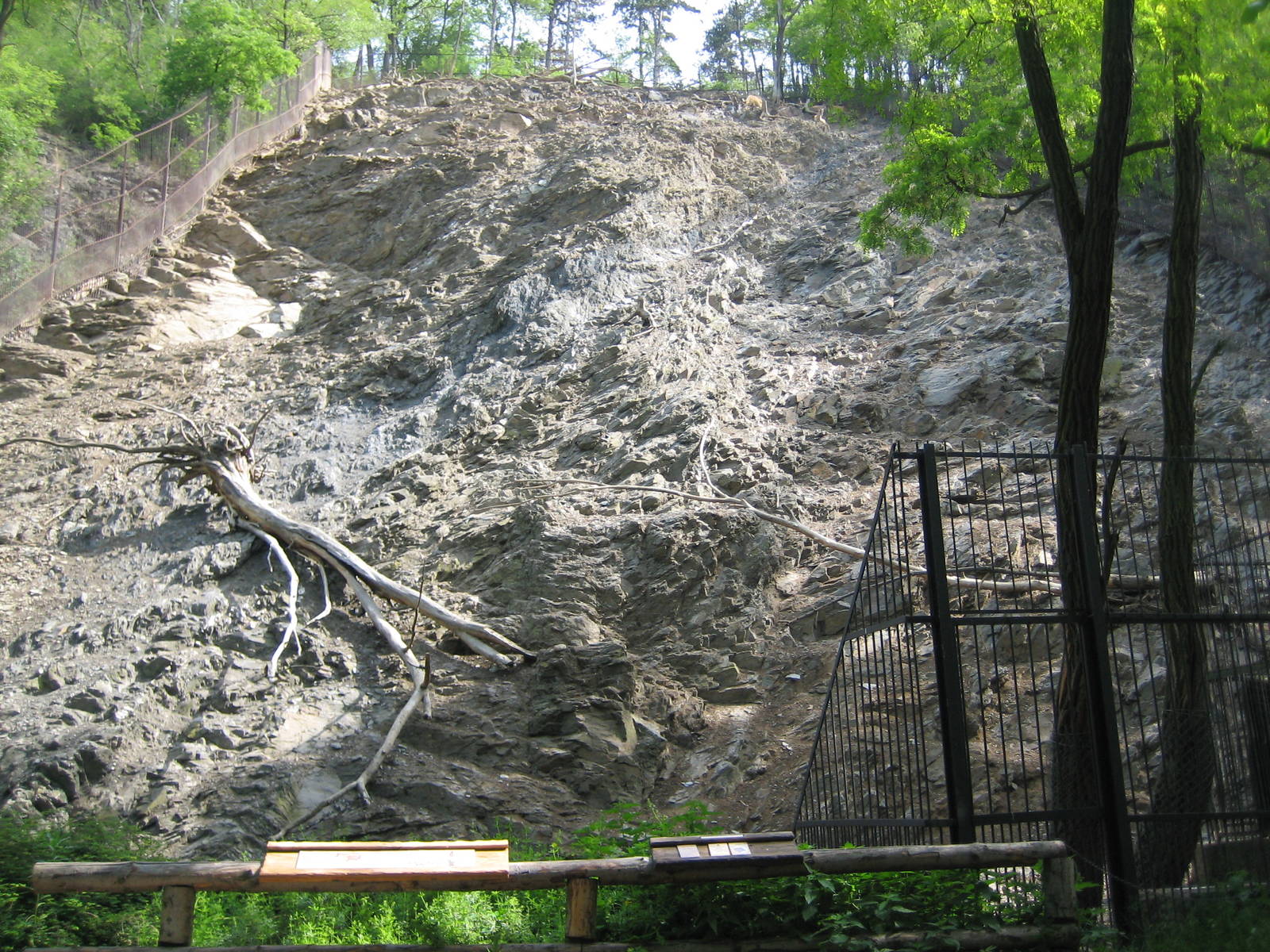 Himalayan Thar exhibit