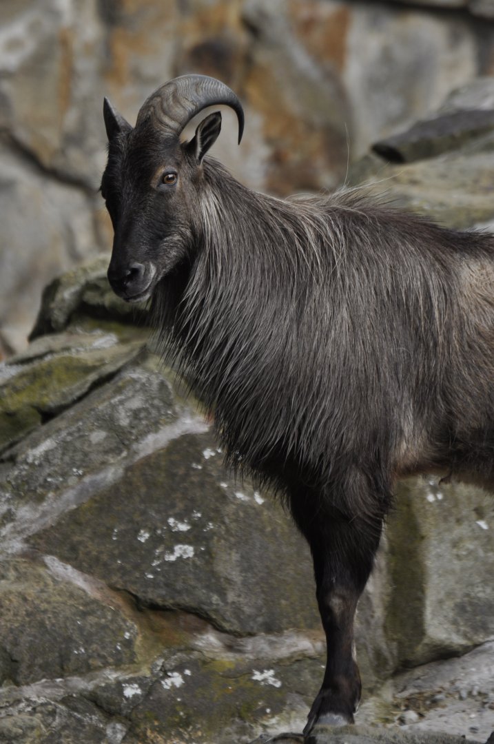 Himalayan thar (Hemitragus jemlahicus)