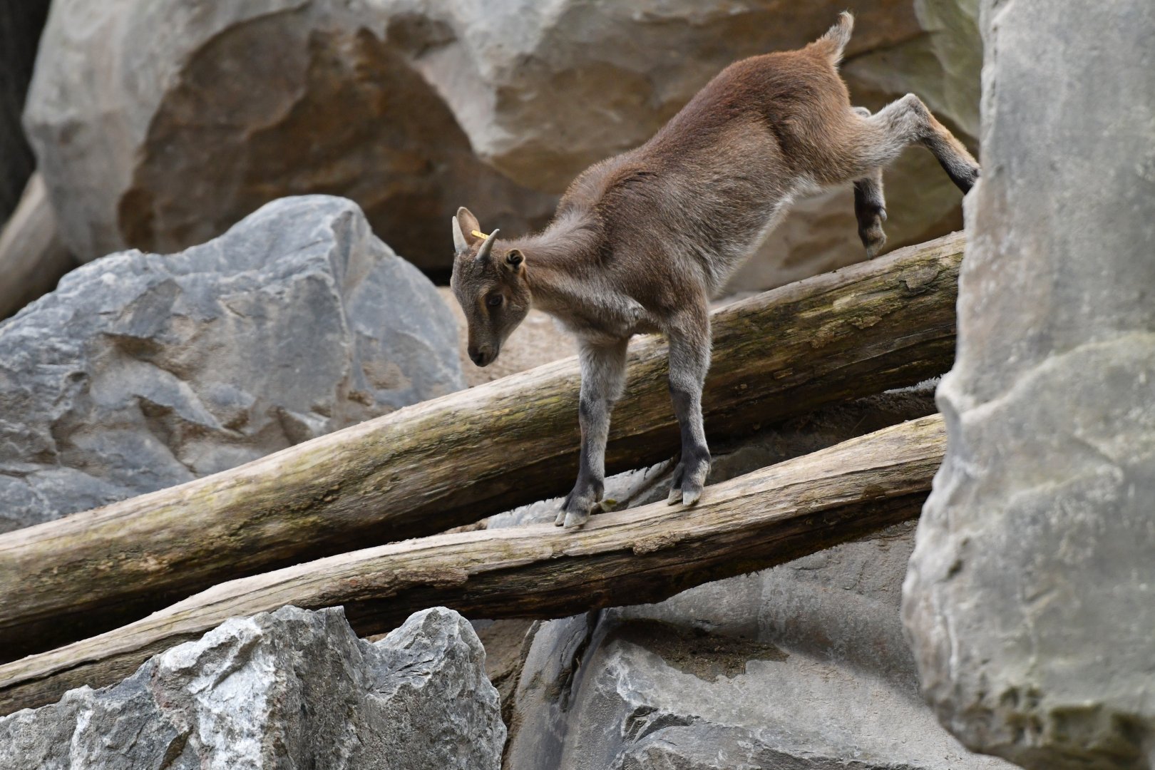 Himalayan thar (Hemitragus jemlahicus)