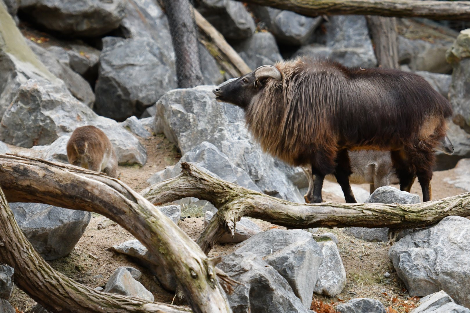 Himalayan thar (Hemitragus jemlahicus)