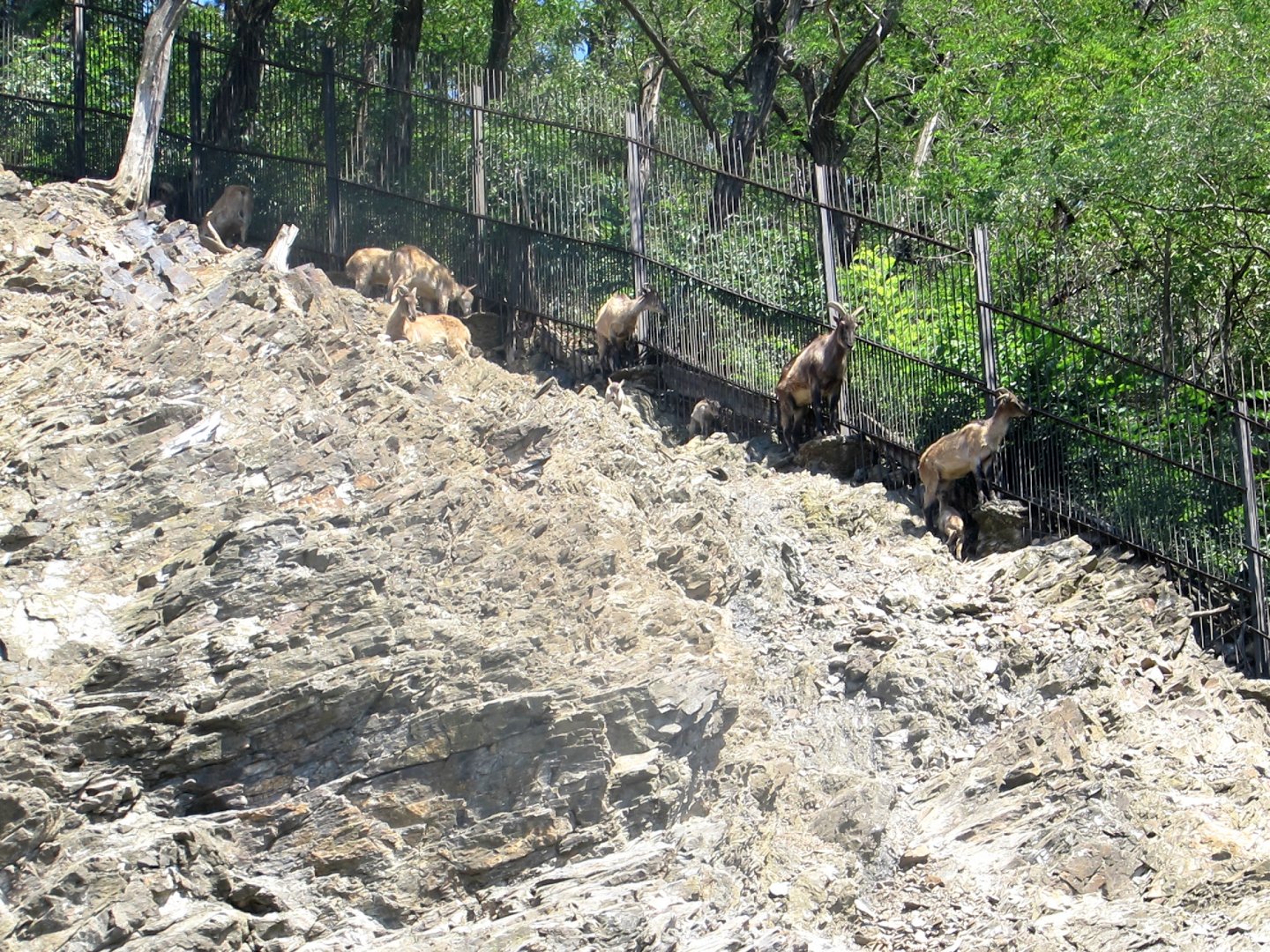 Himalayan Thars herd - July/2017