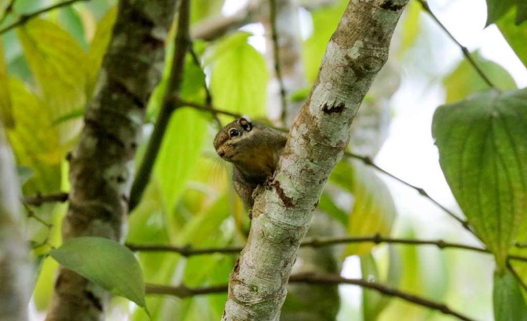 Himalayan Three-striped Squirrel