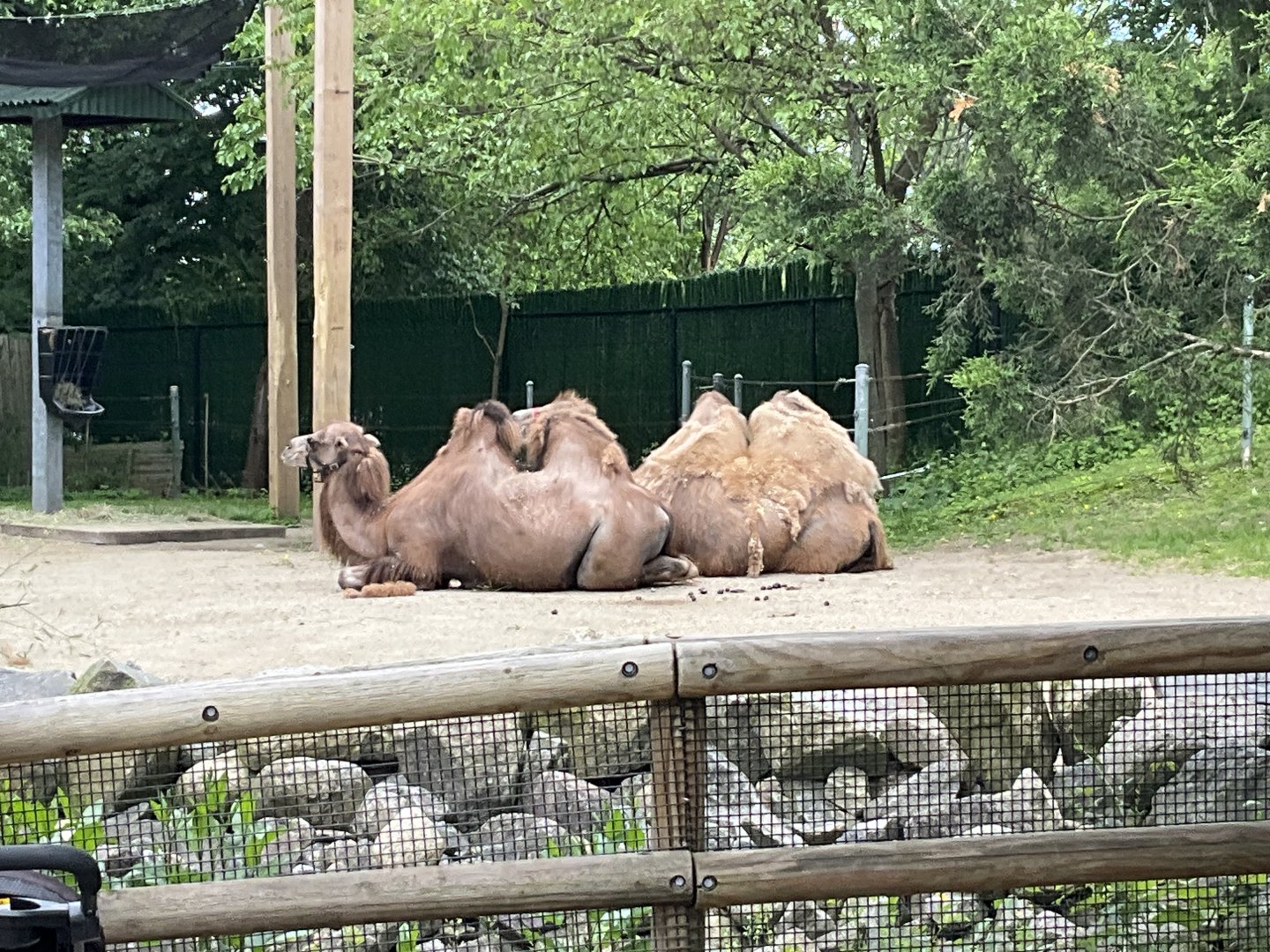Himalayan Trek - Bactrian Camel
