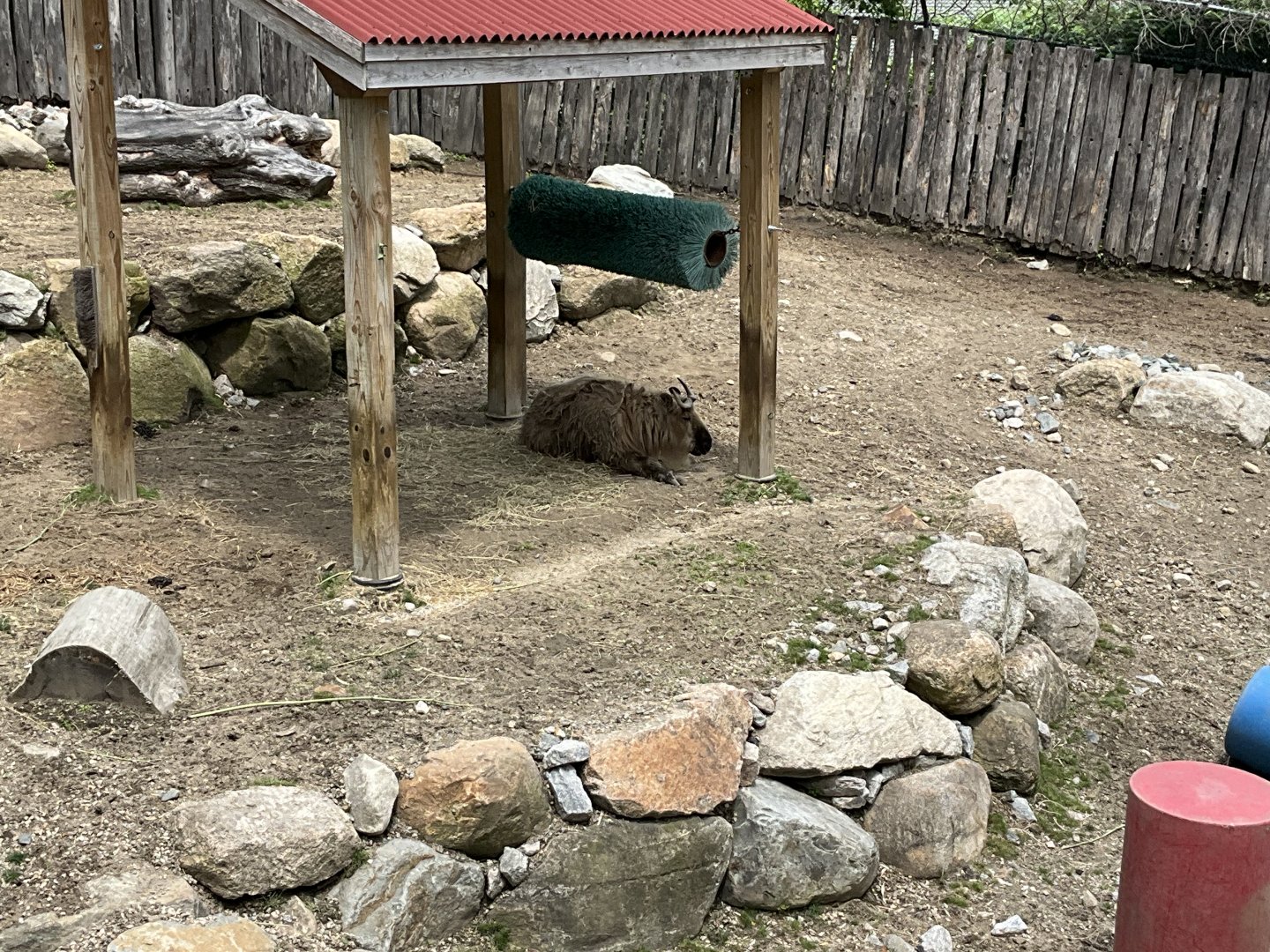Himalayan Trek - Chinese Takin