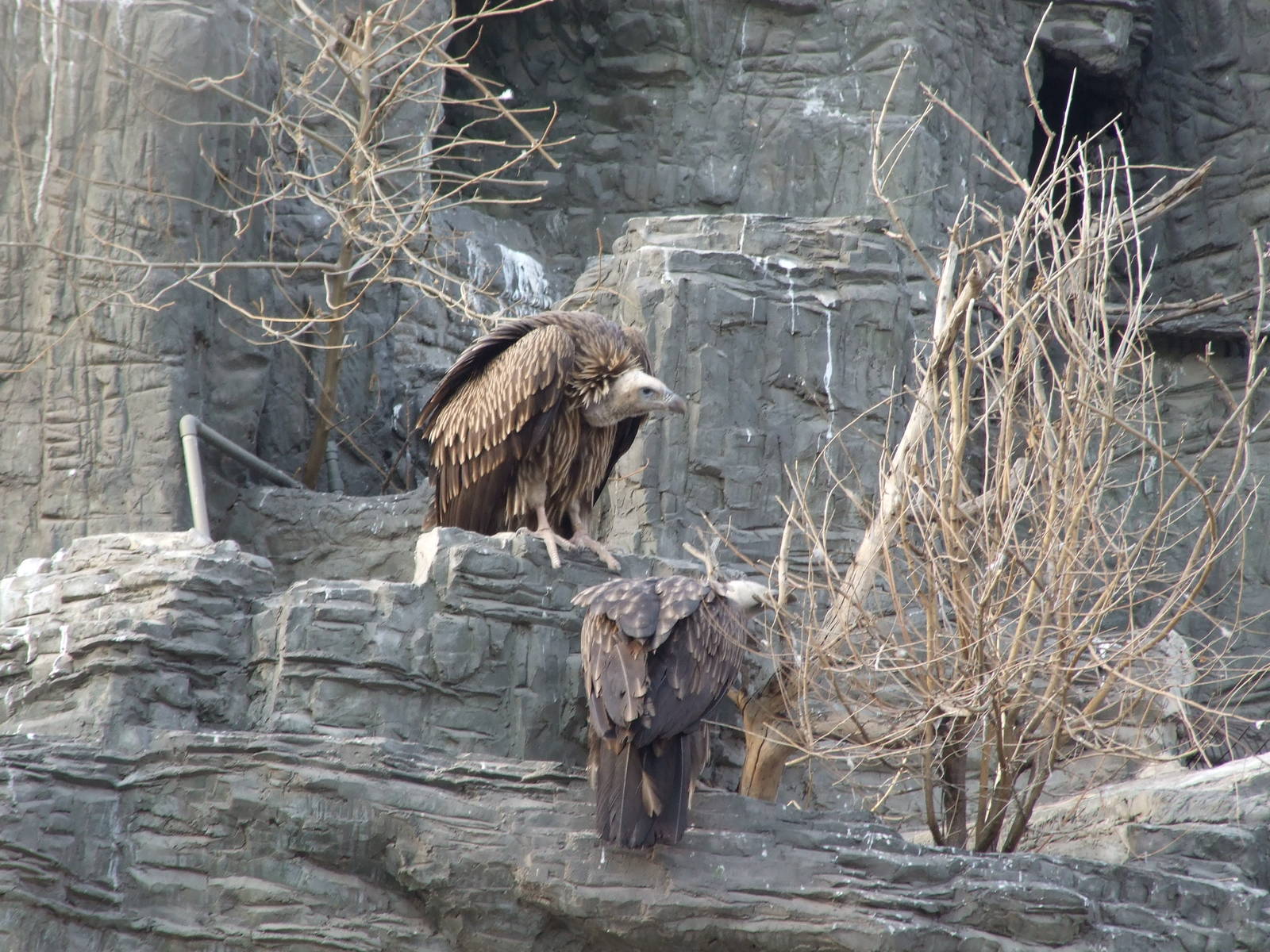 Himalayan Vulture (Gyps himalayensis)