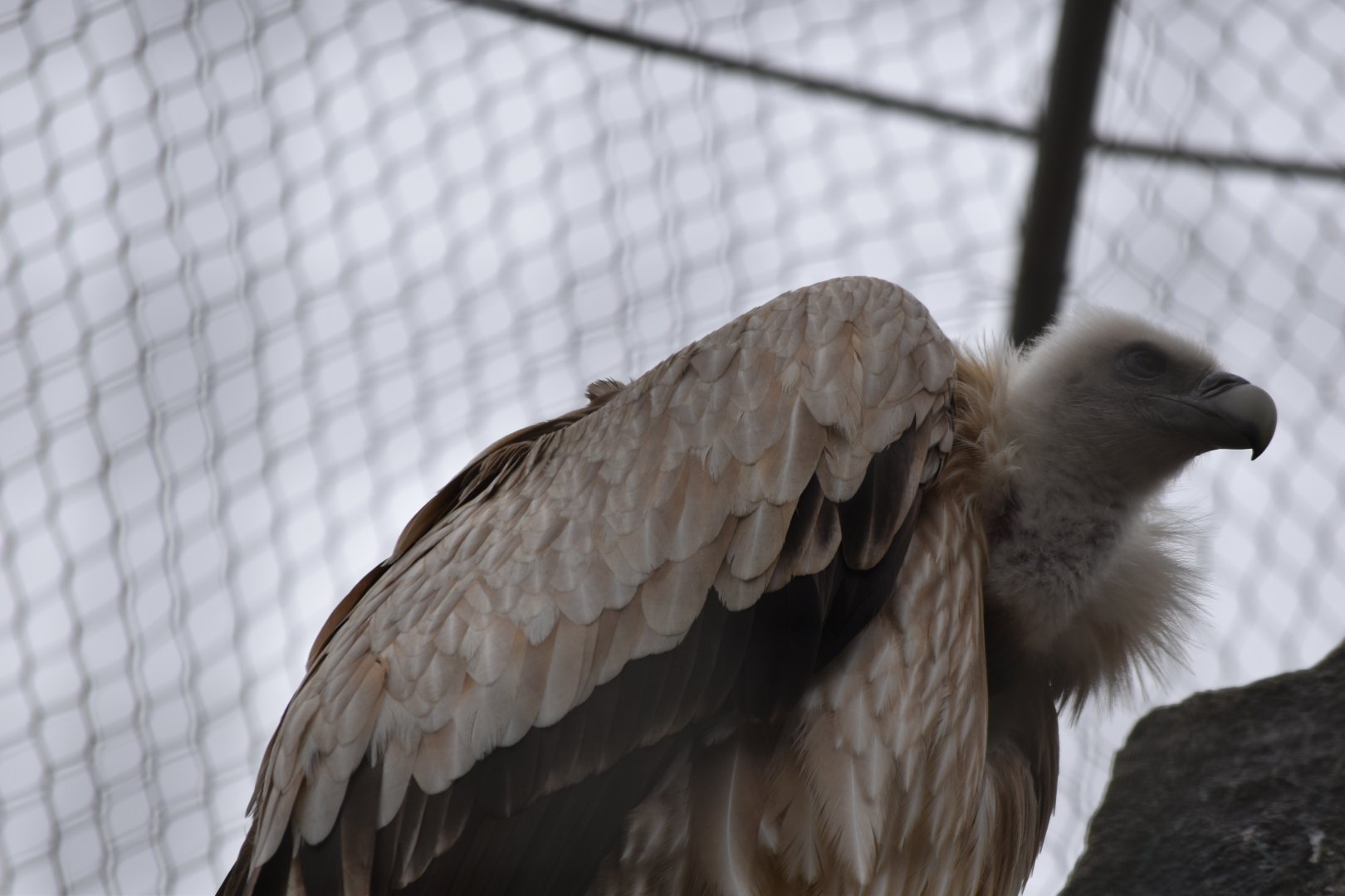 Himalayan vulture (Gyps himalayensis)