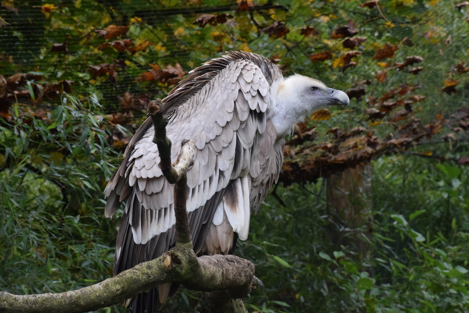 Himalayan vulture - October 2023