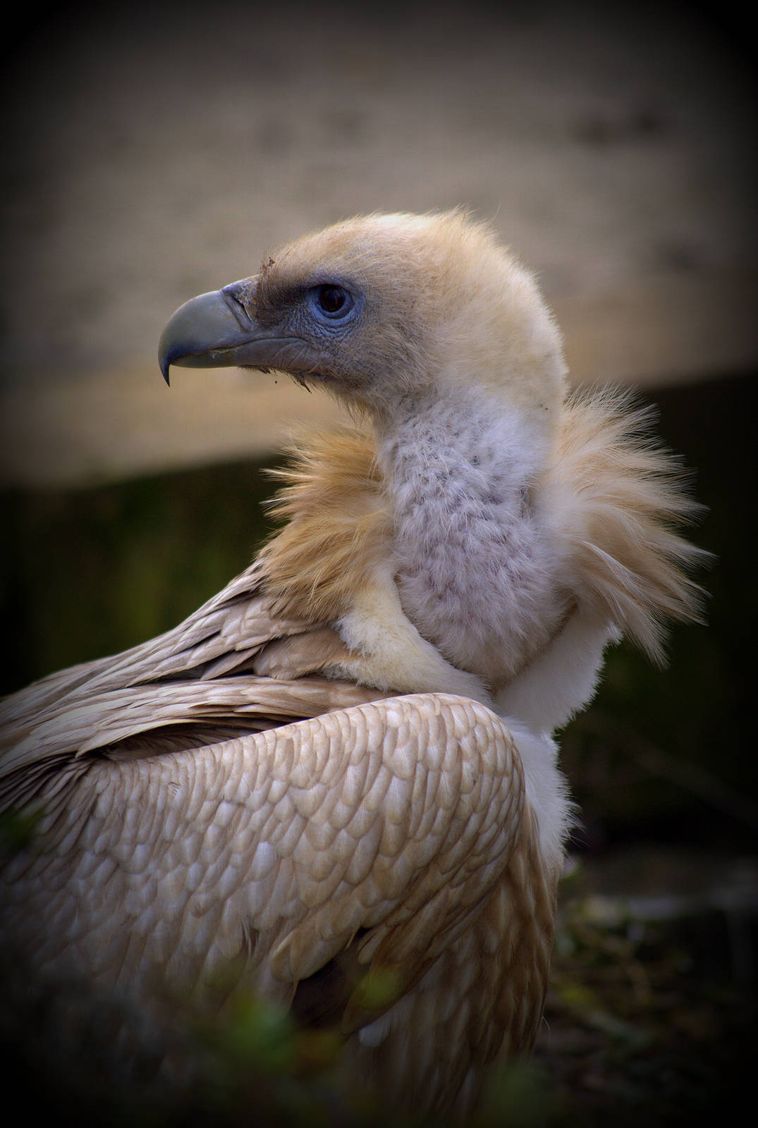 Himalayan vulture