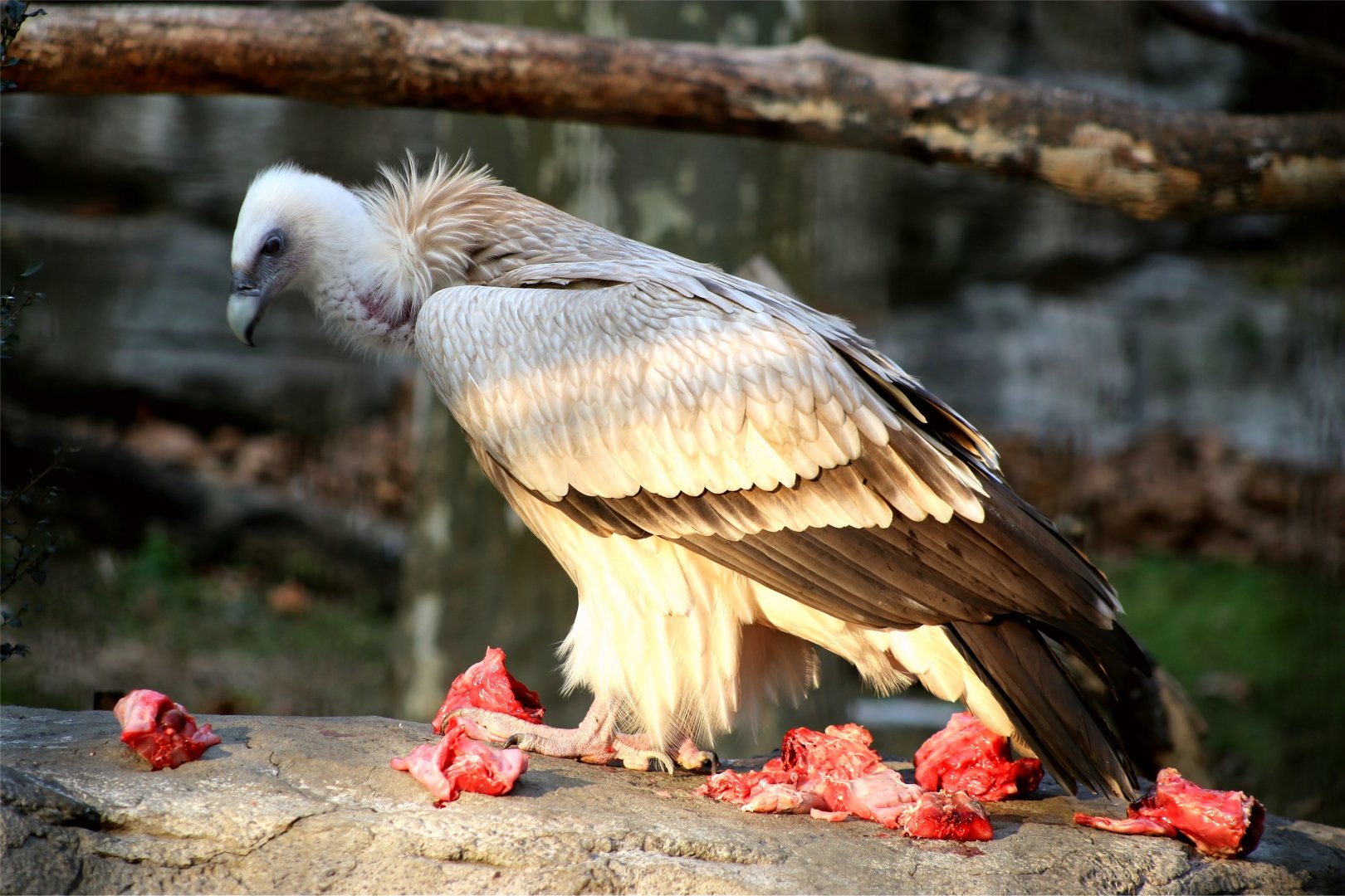 Himalayan Vulture