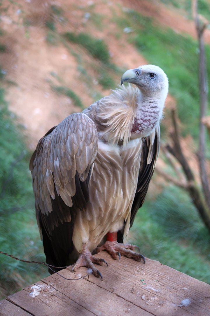 Himalayan Vulture