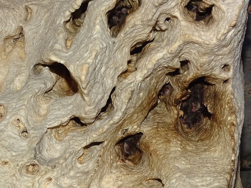 Himalayan whiskered bats (Myotis siligorensis)