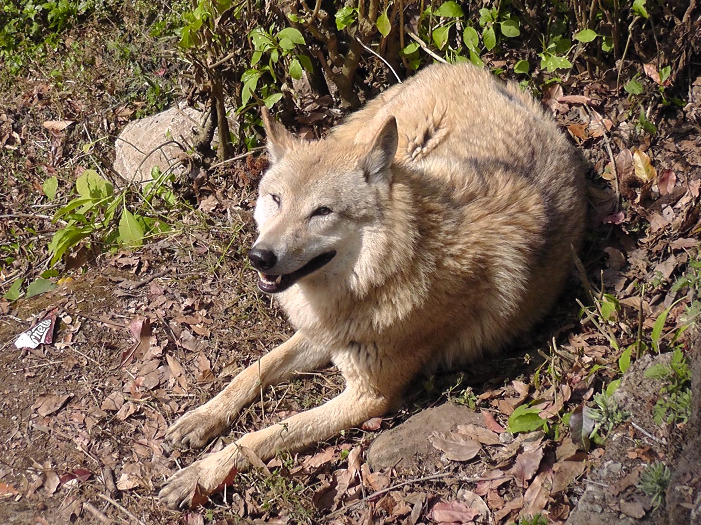 Himalayan Wolf, Darjeeling Zoo
