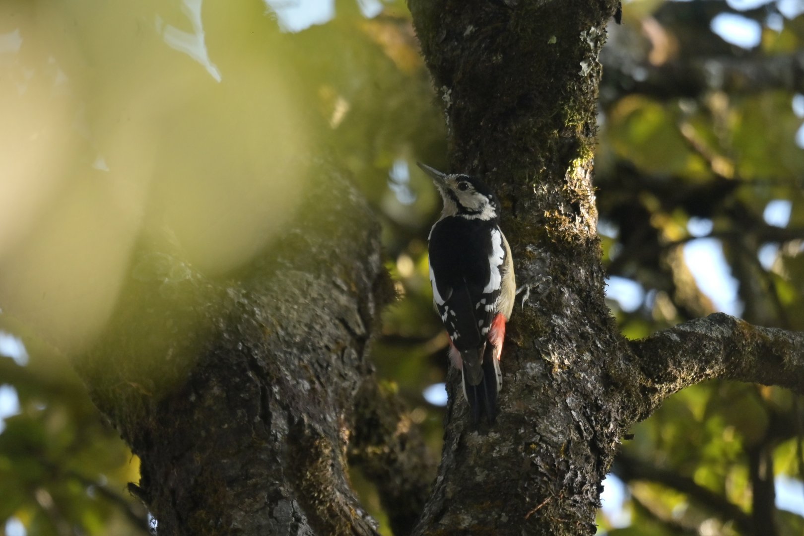 Himalayan Woodpecker Dendrocopos himalayensis