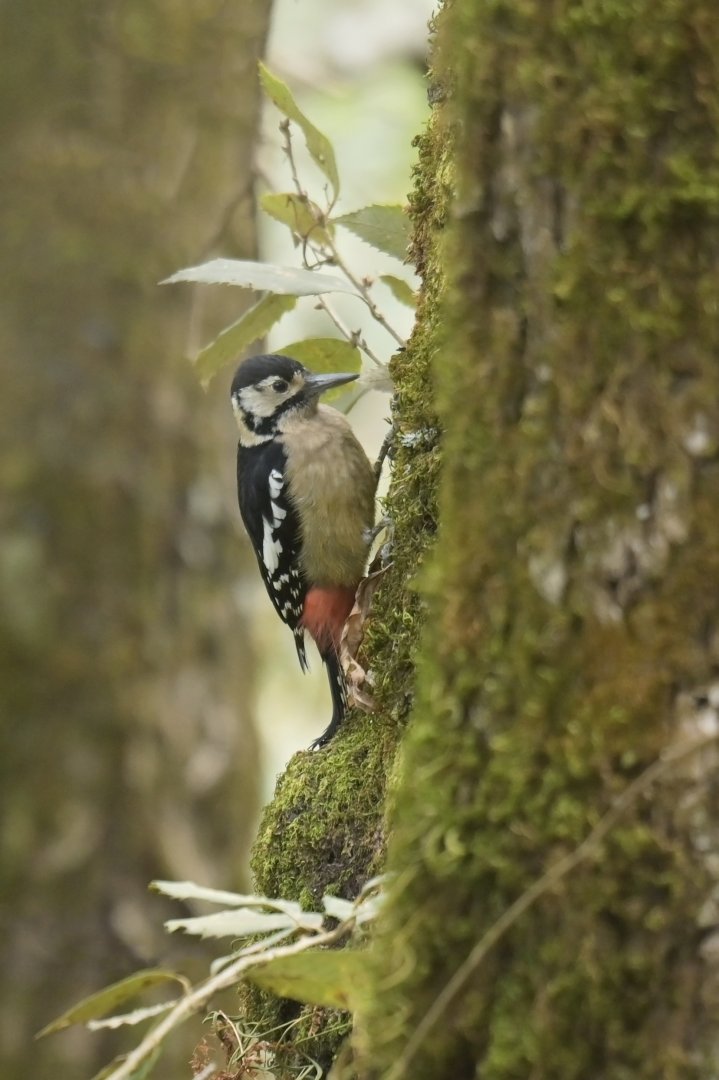 Himalayan woodpecker (Dendrocopos himalayensis)