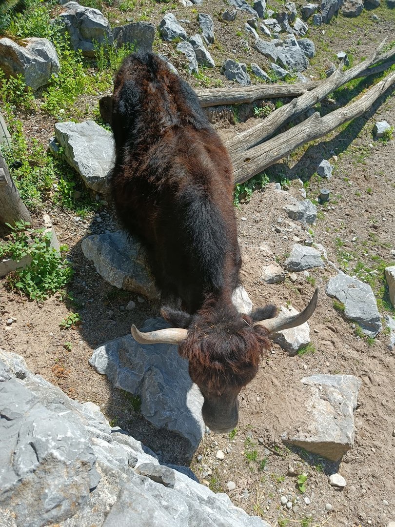 Himalayan Yak